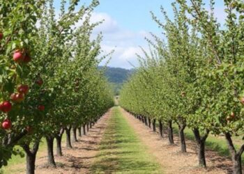 4 Budget Tricks to Expand Orchards